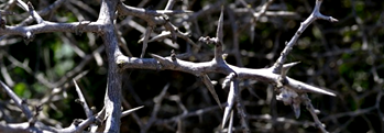 The Blackthorn Tree