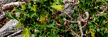 The Holly in Irish Myth