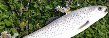 The White Trout